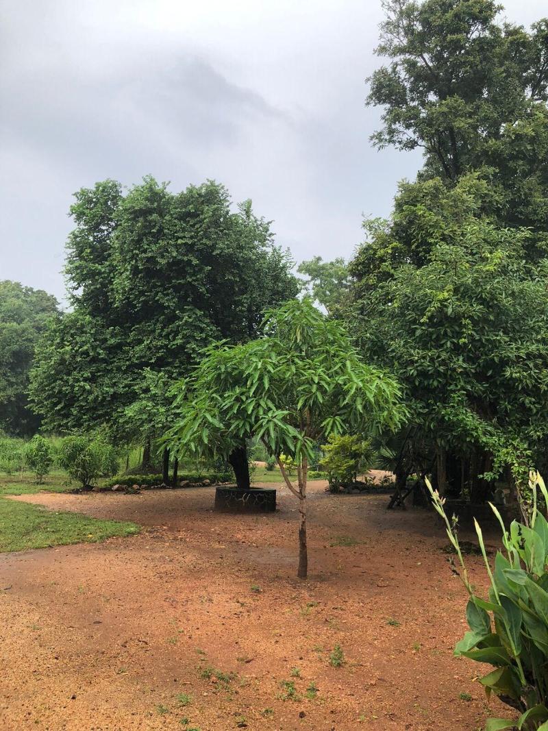 Tiara Elephant Lodge image