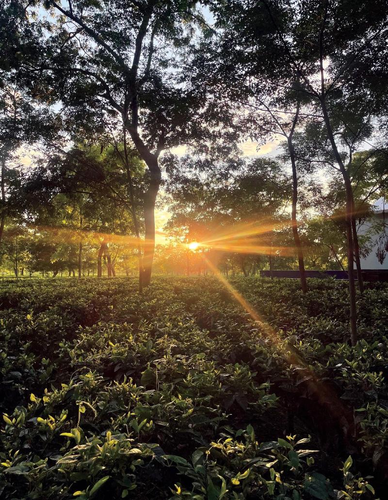 The Postcard In The Durrung Tea Estate — exterior view