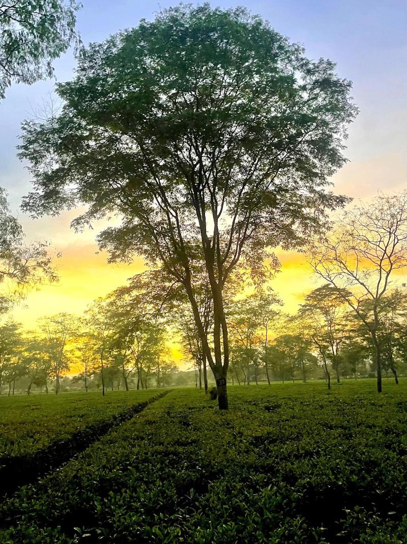 The Postcard In The Durrung Tea Estate — general view