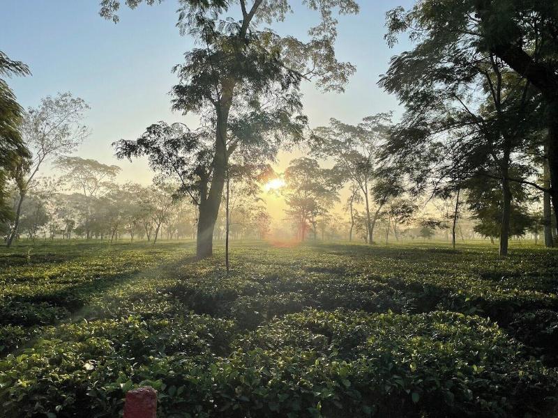 The Postcard In The Durrung Tea Estate — general view
