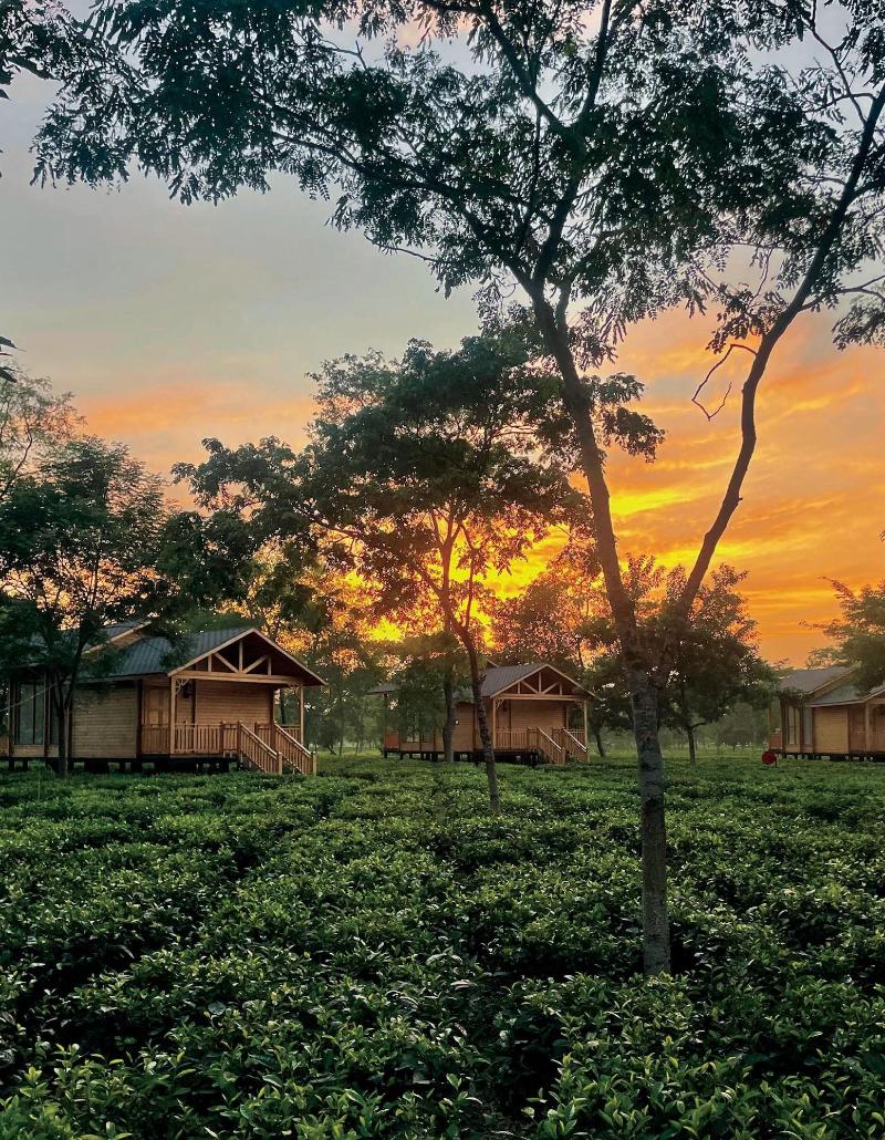 The Postcard In The Durrung Tea Estate — general view