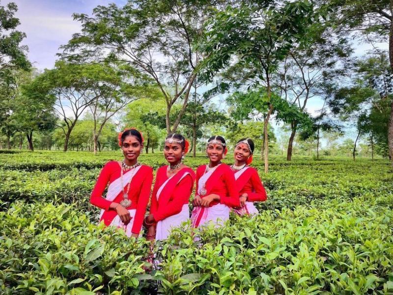The Postcard In The Durrung Tea Estate