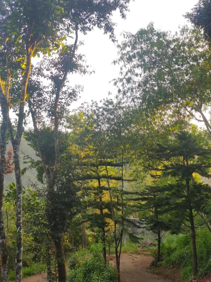 Disha Plantation Resort image