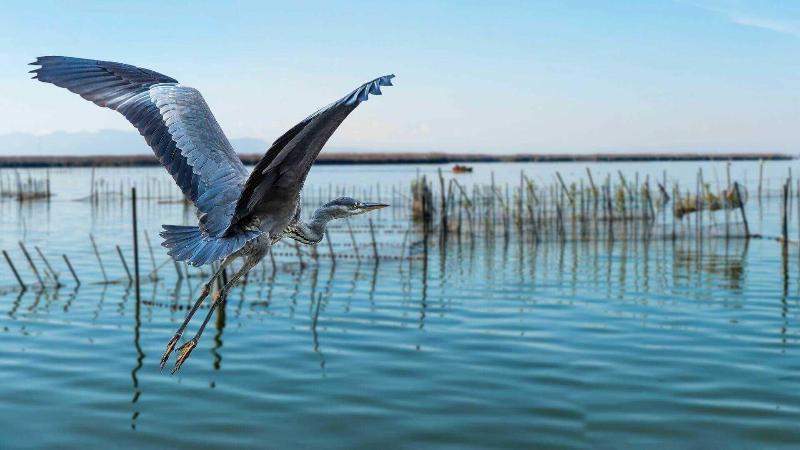 Albufera Dreams Nature Suites image