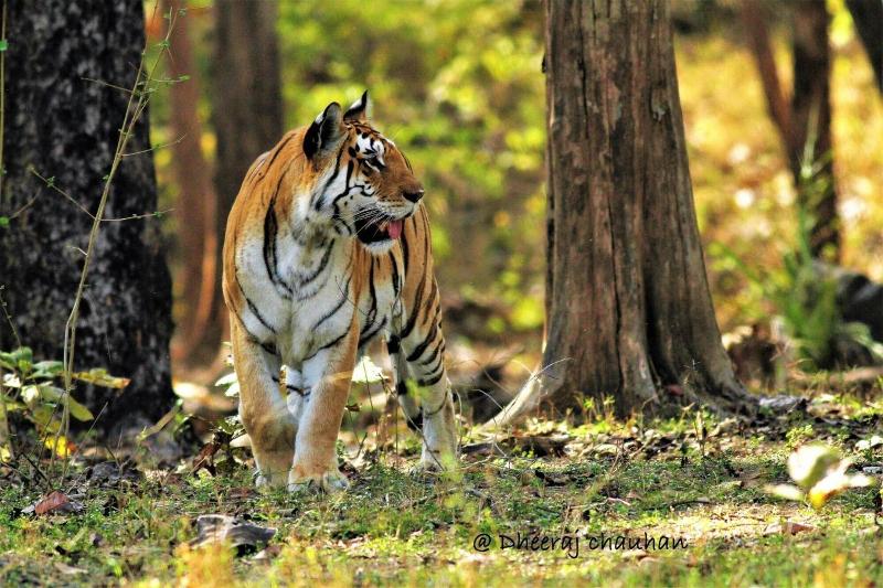 Wild Mark Resort Kanha image