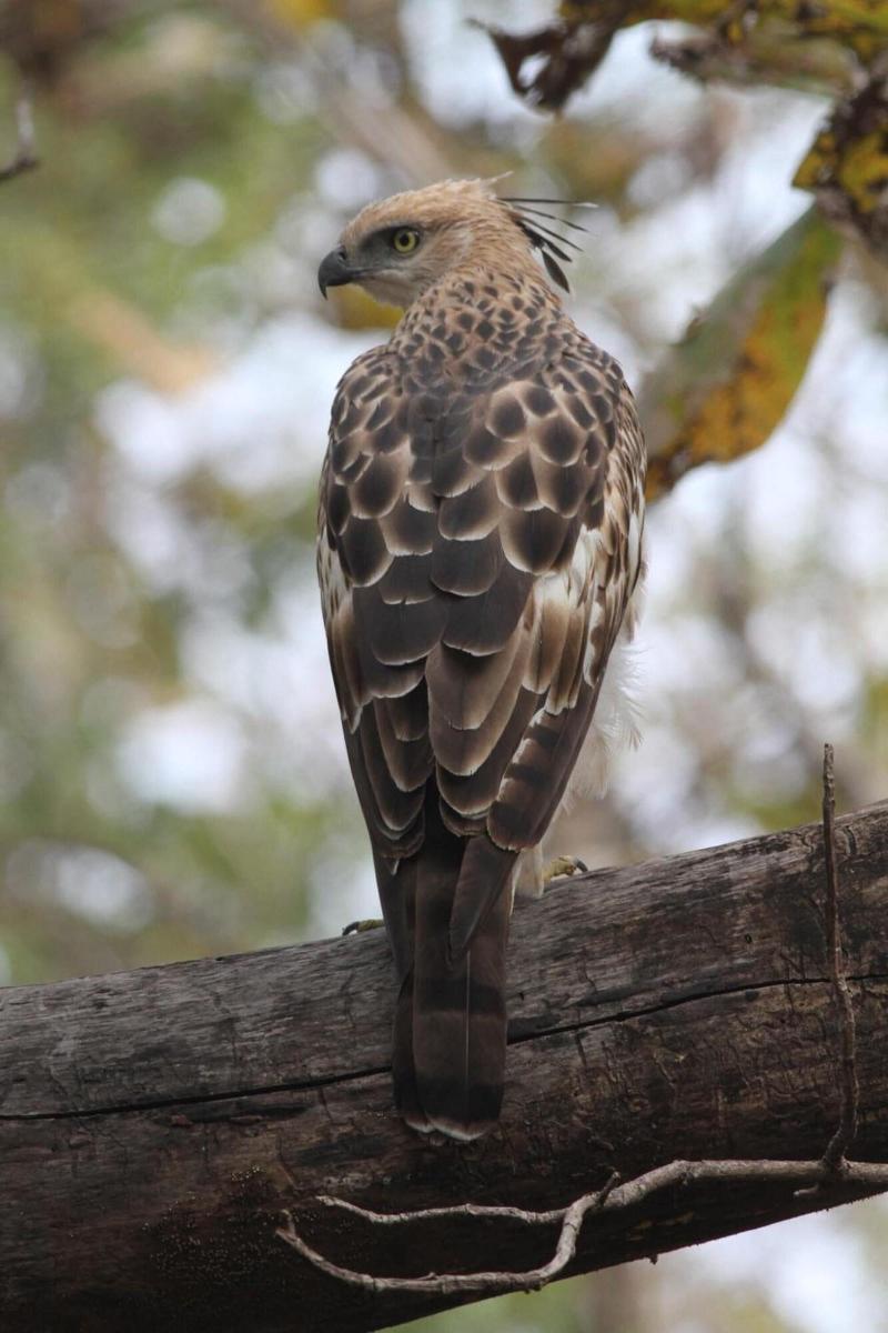 Wild Mark Resort Kanha image