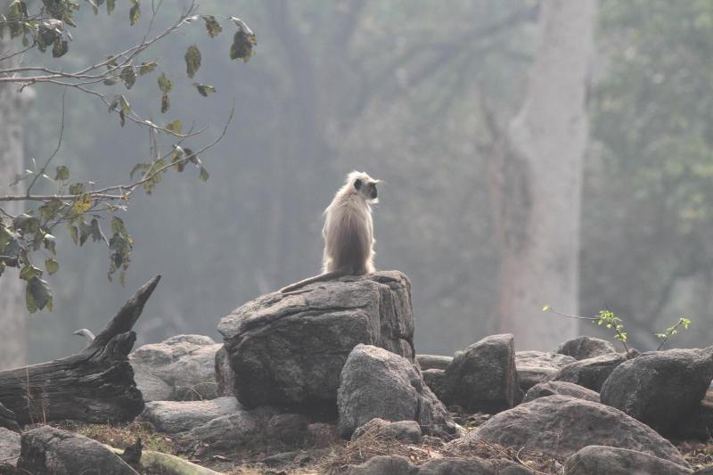 Wild Mark Resort Kanha image