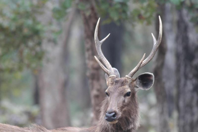 Wild Mark Resort Kanha image