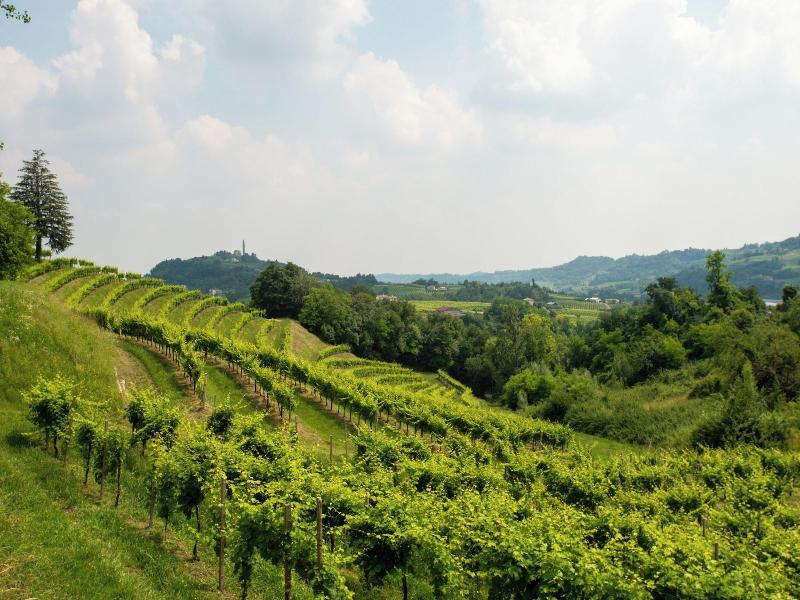 Tenuta Castagnera image