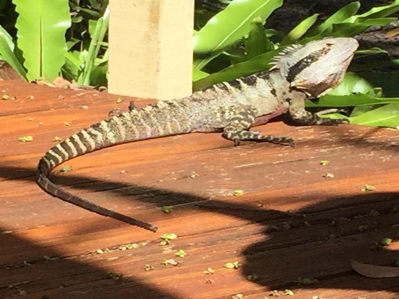 Byron Bay Rainforest Resort image