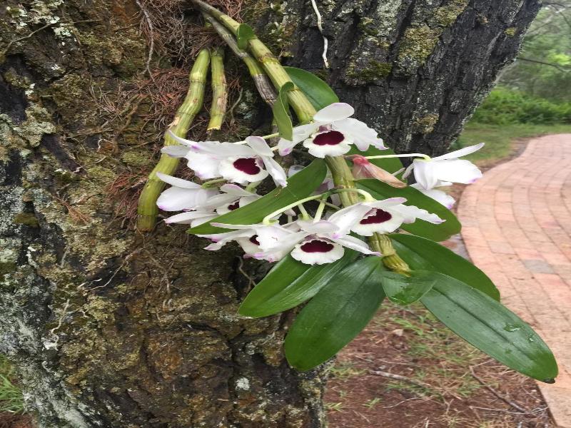 Byron Bay Rainforest Resort image