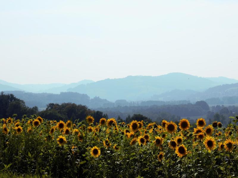 Mostlandhof image