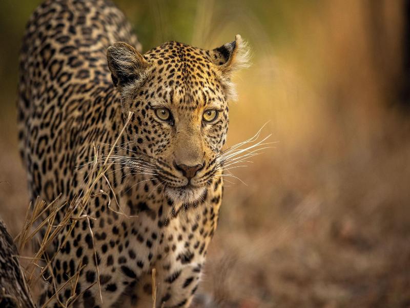Kruger Park Hostel image