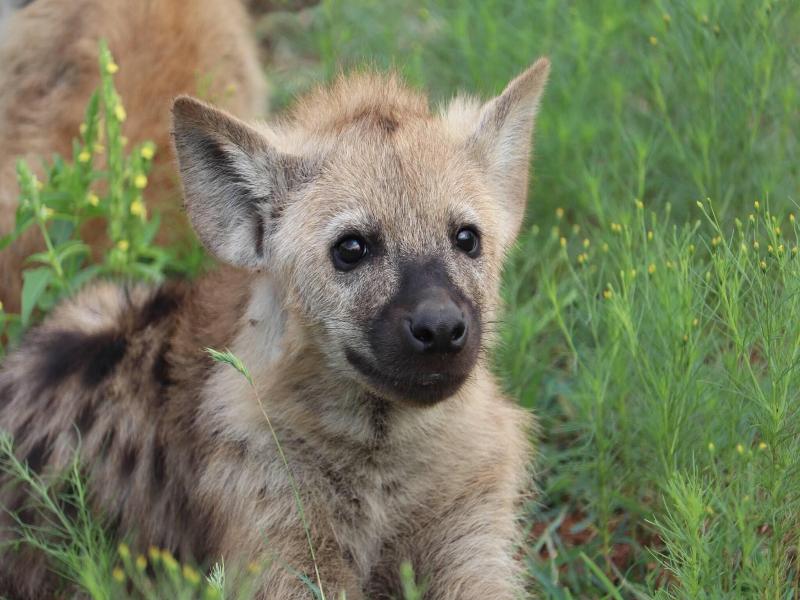 Kruger Park Hostel image