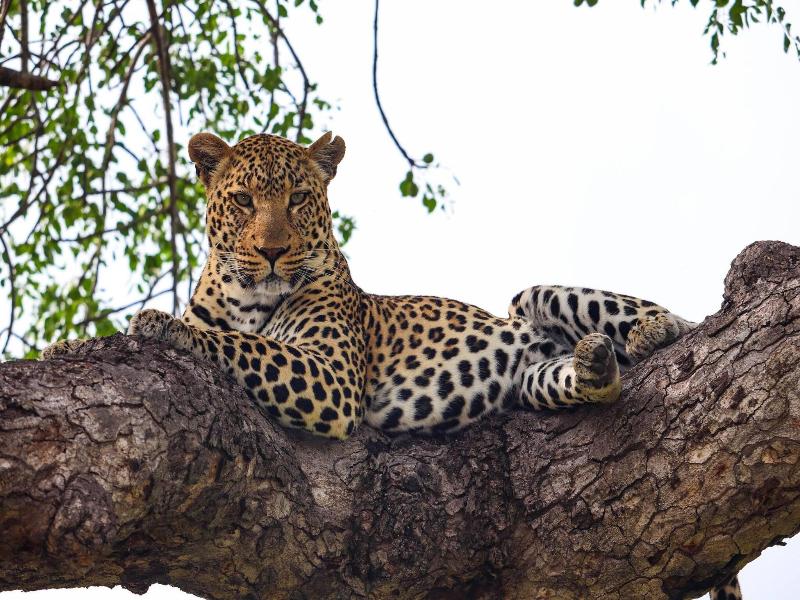 Kruger Park Hostel image