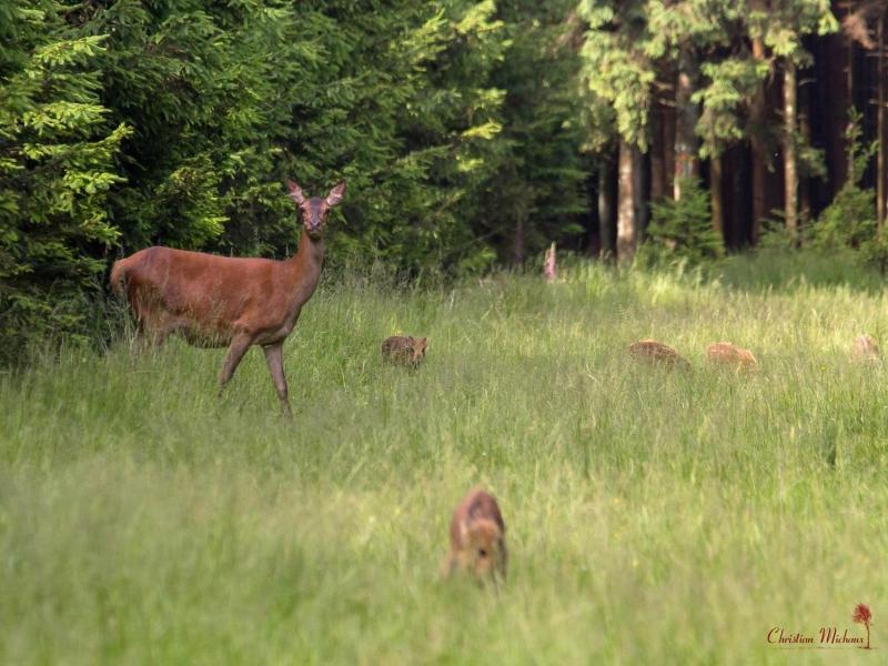 Domaine Des Hautes Fagnes image