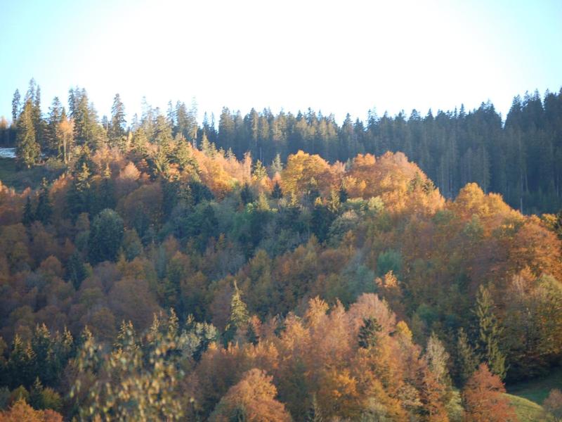 Gasthaus Schv Fli image