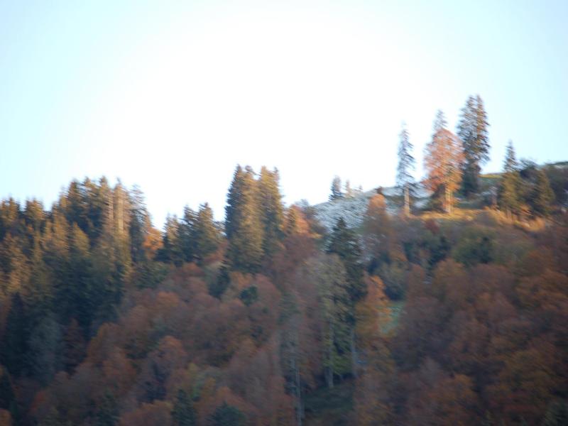 Gasthaus Schv Fli image