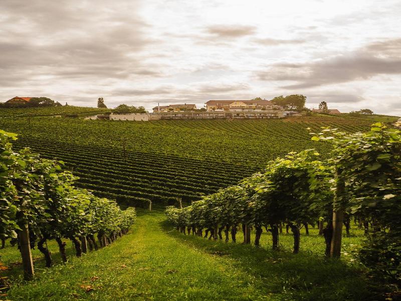 Weinrefugium Brolli image