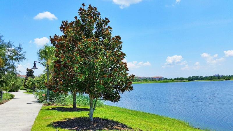 Your Next Orlando Vacation Spot Near Wdw image