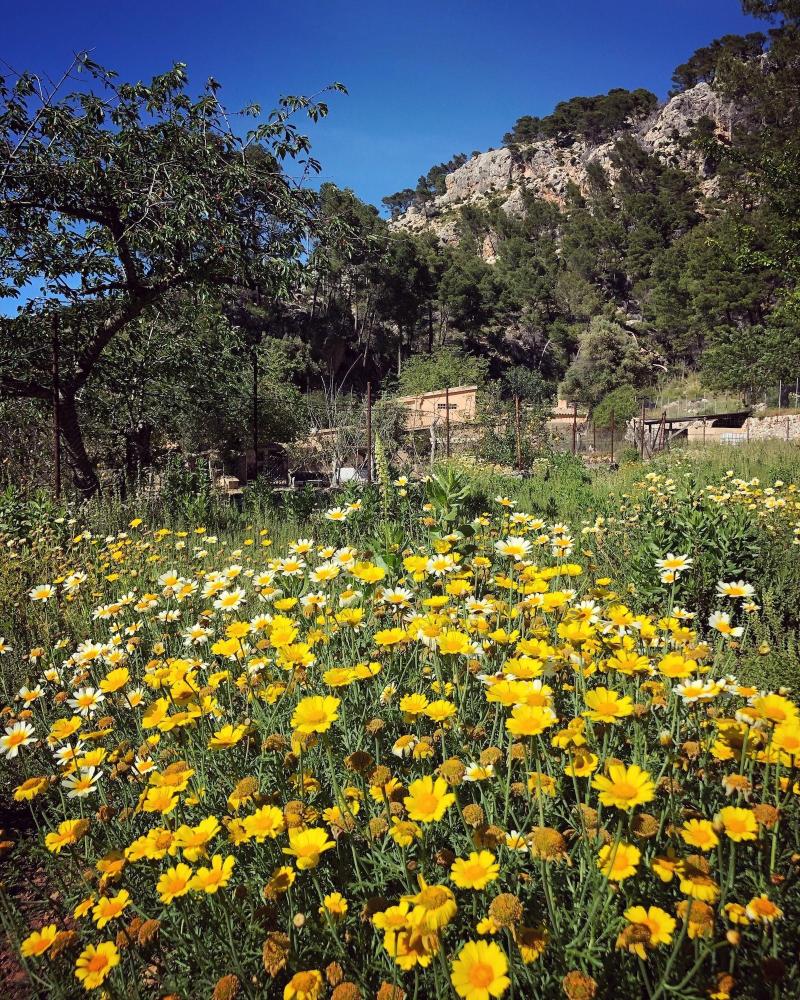 Finca Ses Fontanelles image