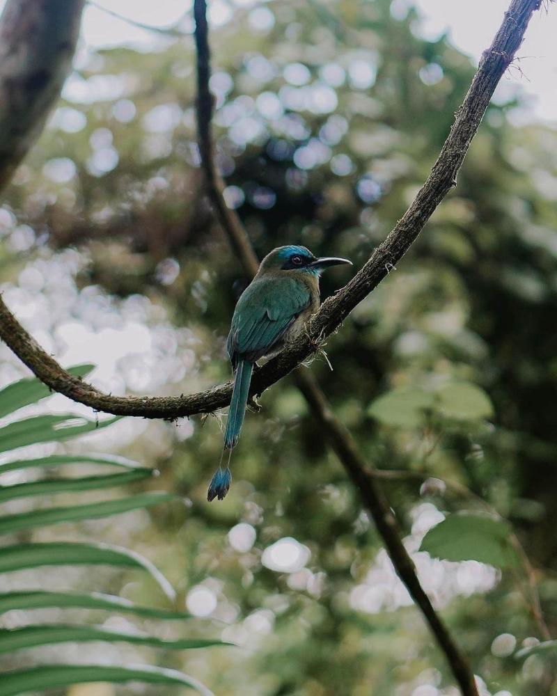 Nata Ra Hotel Monteverde image