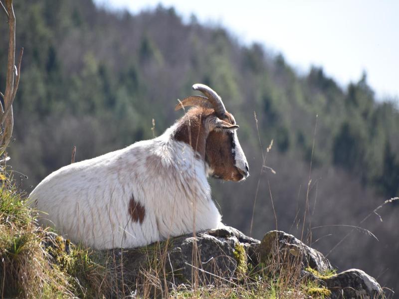Naturfreundehaus Veilbronn image