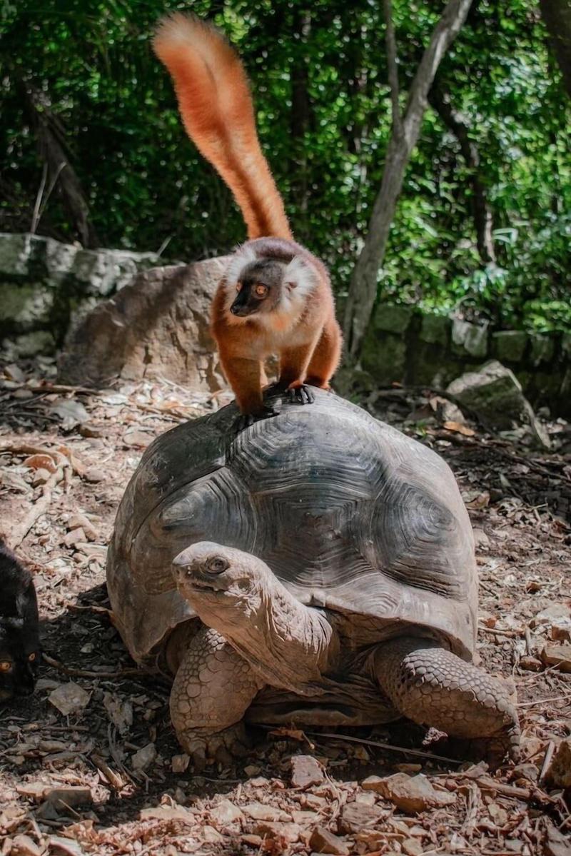 Royal Andilana Resort Spa