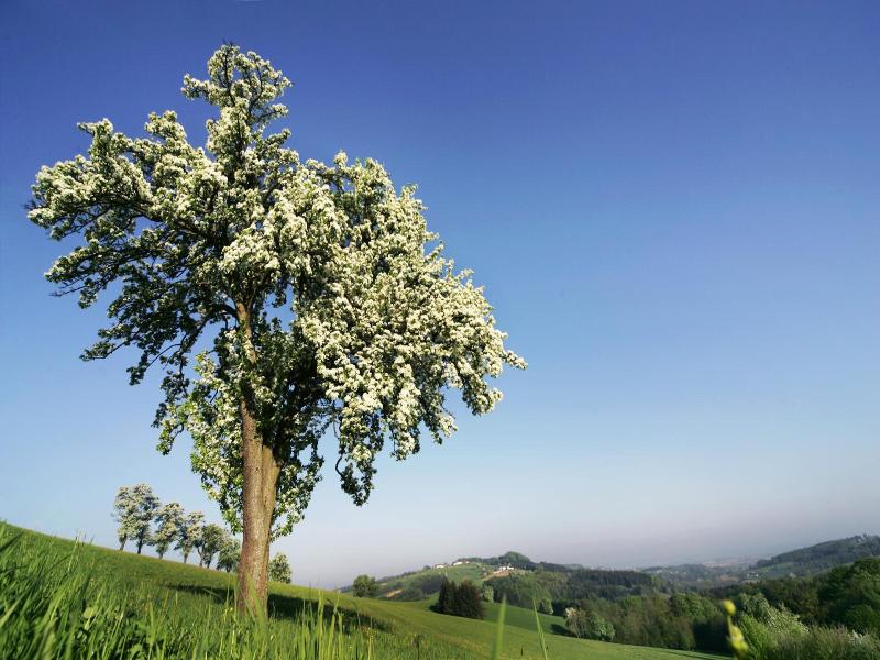 Gasthof Zur Linde image