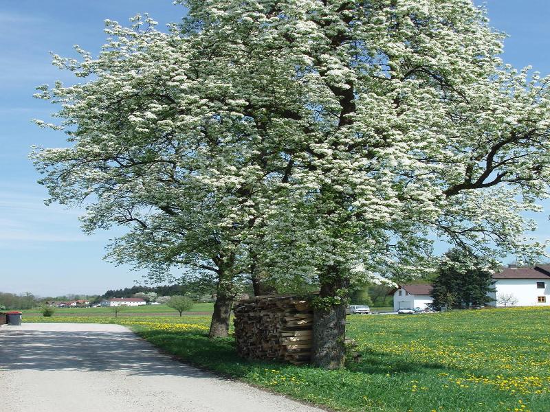 Gasthof Zur Linde image