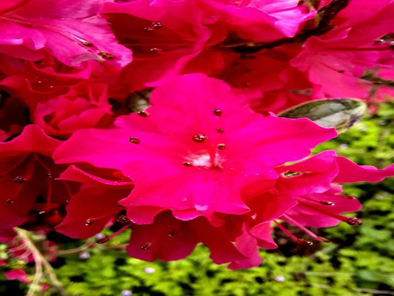 Hotel Floret image