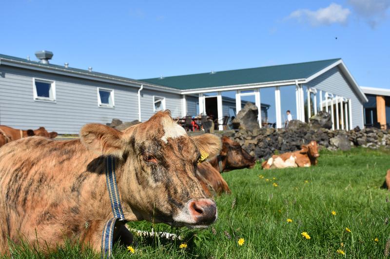 Vogafjós Farm Resort image