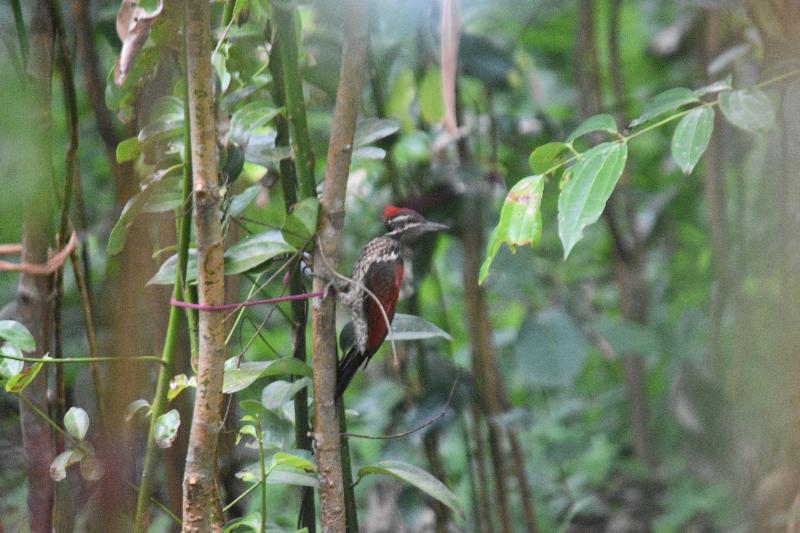 Leaf Olu Ella image