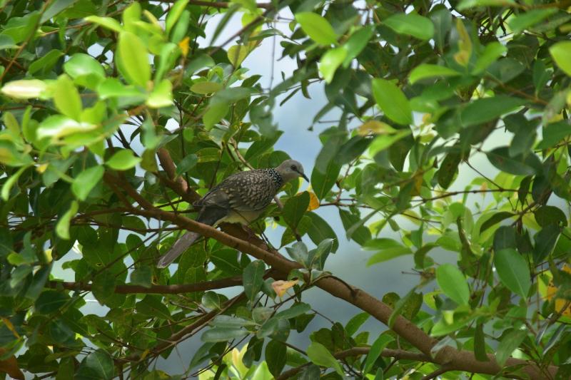 Leaf Olu Ella image