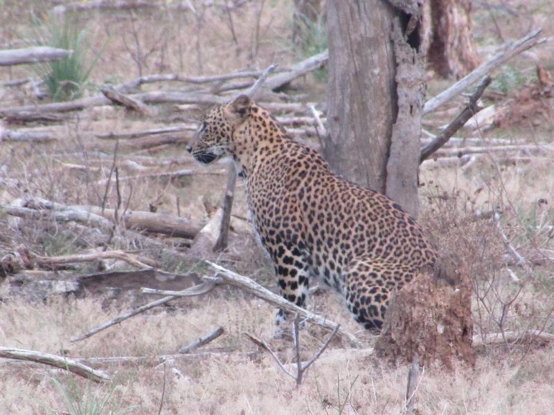 Yala Avian Eye Safari 2