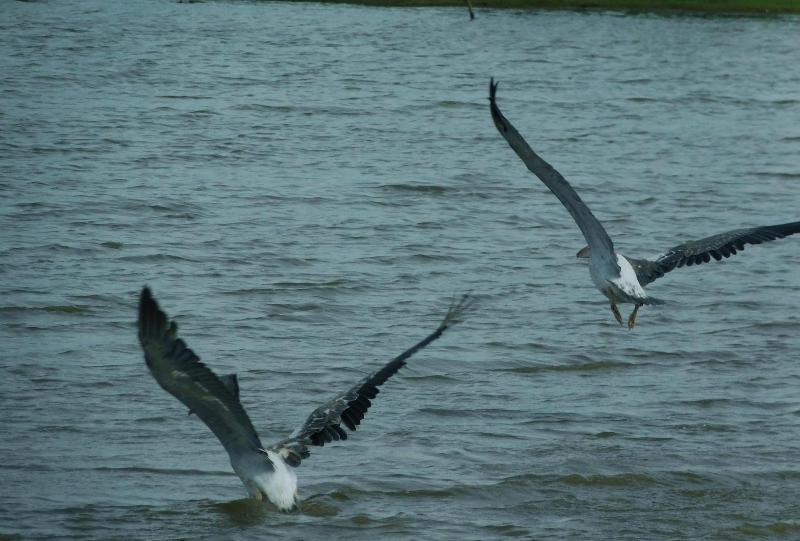 Yala Avian Eye Safari 5