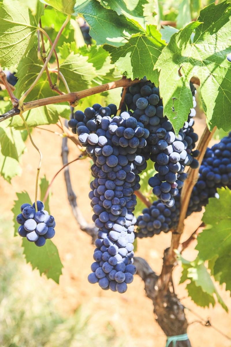 Podere Risoino image