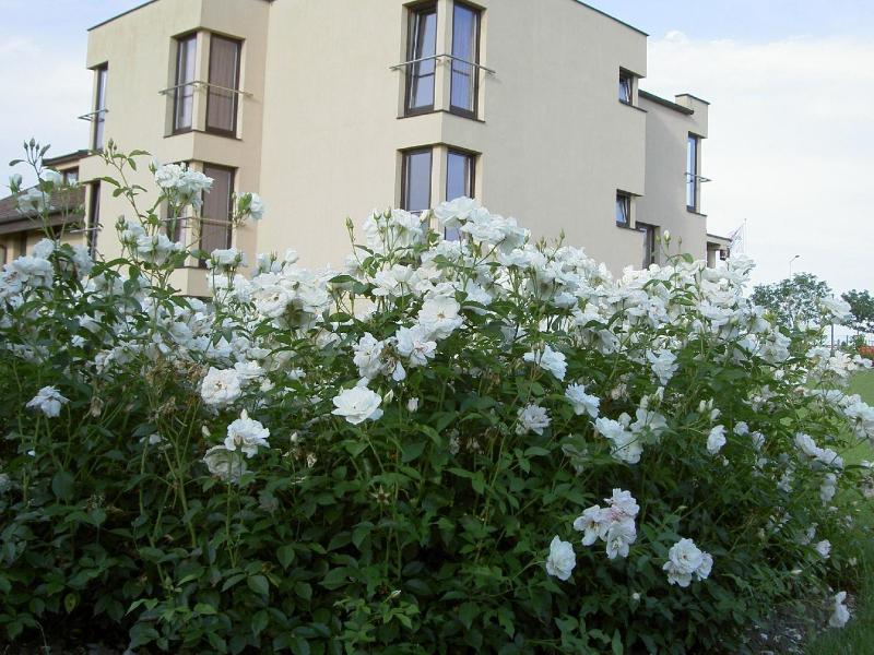 Hotel Grodzki image