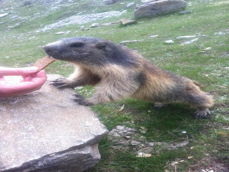 Elite Alpine Lodge Apart Breakfast image