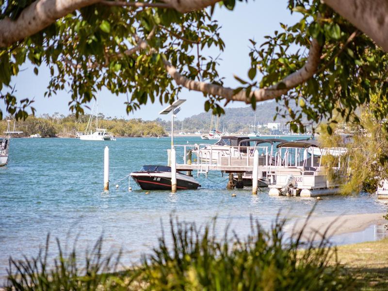 Noosa River Palms image