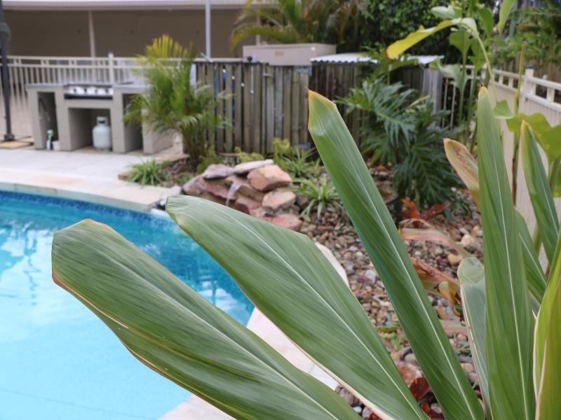Noosa River Palms image
