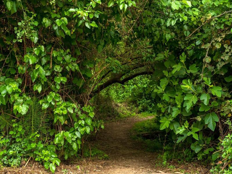 Hagoshrim Hotel Nature image