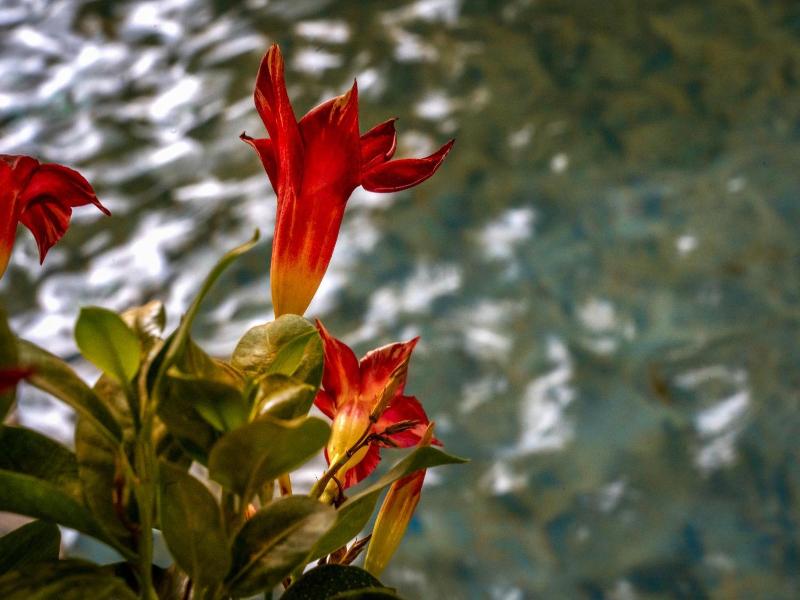Hagoshrim Hotel Nature image