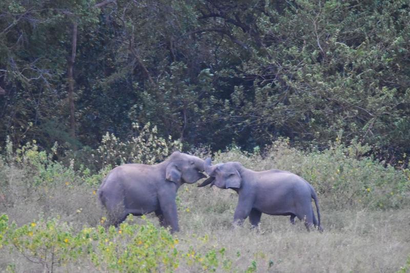 Explorer By Eco Team Gal Oya National Park