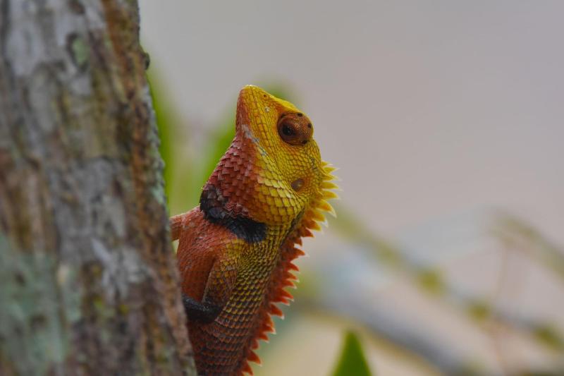 Explorer By Eco Team Gal Oya National Park