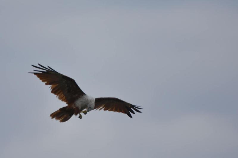 Explorer By Eco Team Gal Oya National Park