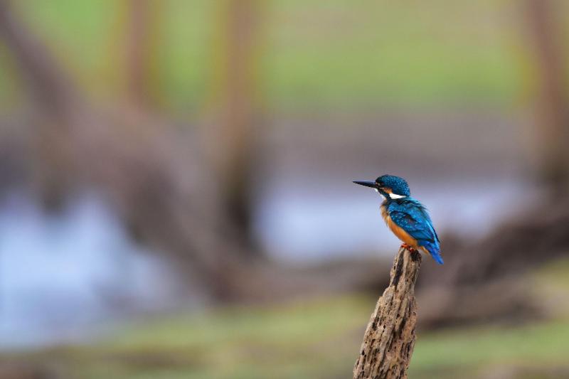 Explorer By Eco Team Gal Oya National Park
