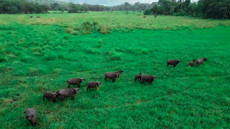 Chebera Elephant Paw Lodge image 3