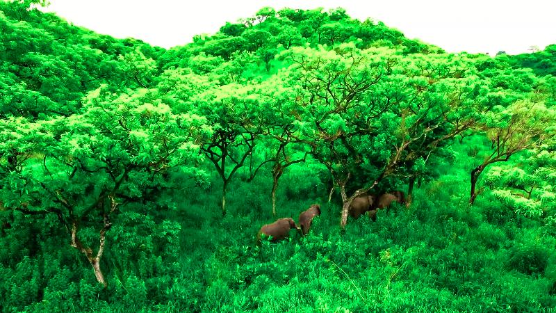 Chebera Elephant Paw Lodge image