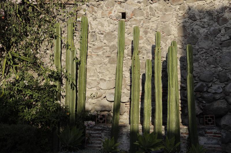 Orchid House San Miguel De Allende image